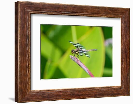 Twelve-spotted Skimmer male on Water Canna-Richard and Susan Day-Framed Photographic Print