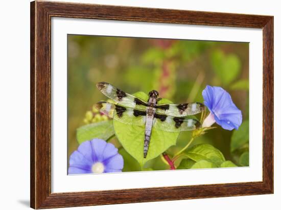 Twelve-Spotted Skimmer Male Perched on Morning Glory, Marion Co. Il-Richard ans Susan Day-Framed Photographic Print