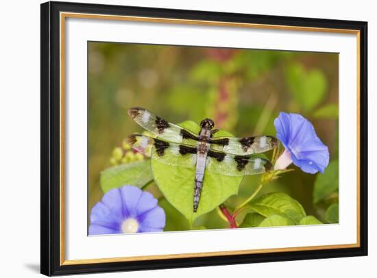 Twelve-Spotted Skimmer Male Perched on Morning Glory, Marion Co. Il-Richard ans Susan Day-Framed Photographic Print
