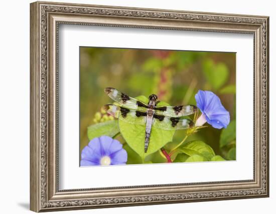 Twelve-Spotted Skimmer Male Perched on Morning Glory, Marion Co. Il-Richard ans Susan Day-Framed Photographic Print