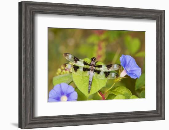 Twelve-Spotted Skimmer Male Perched on Morning Glory, Marion Co. Il-Richard ans Susan Day-Framed Photographic Print