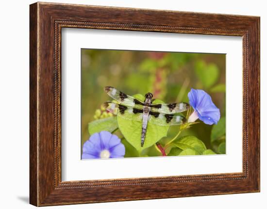 Twelve-Spotted Skimmer Male Perched on Morning Glory, Marion Co. Il-Richard ans Susan Day-Framed Photographic Print