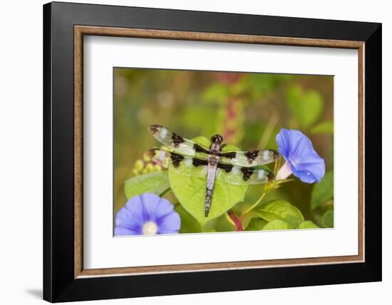 Twelve-Spotted Skimmer Male Perched on Morning Glory, Marion Co. Il-Richard ans Susan Day-Framed Photographic Print