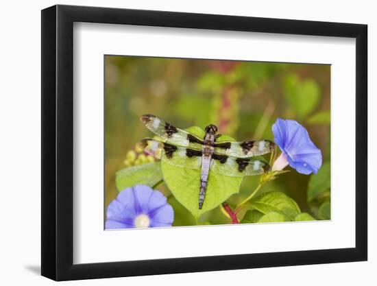 Twelve-Spotted Skimmer Male Perched on Morning Glory, Marion Co. Il-Richard ans Susan Day-Framed Photographic Print