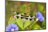 Twelve-Spotted Skimmer Male Perched on Morning Glory, Marion Co. Il-Richard ans Susan Day-Mounted Photographic Print
