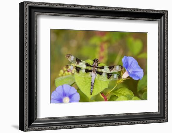 Twelve-Spotted Skimmer Male Perched on Morning Glory, Marion Co. Il-Richard ans Susan Day-Framed Photographic Print