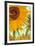 Twelve Sunflowers (detail)-Vincent van Gogh-Framed Art Print