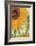 Twelve Sunflowers (detail)-Vincent van Gogh-Framed Premium Giclee Print