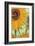 Twelve Sunflowers (detail)-Vincent van Gogh-Framed Premium Giclee Print