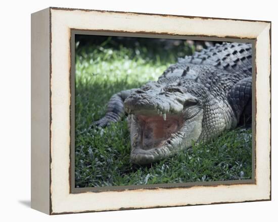 Twenty Four Foot Saltwater Crocodile (Crocodilus Porosus), Hartleys Creek, Queensland, Australia-Ian Griffiths-Framed Premier Image Canvas