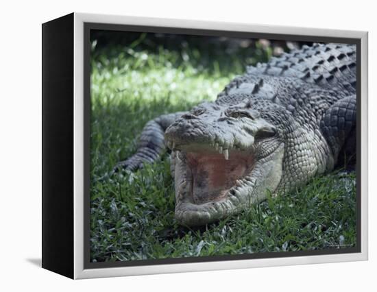 Twenty Four Foot Saltwater Crocodile (Crocodilus Porosus), Hartleys Creek, Queensland, Australia-Ian Griffiths-Framed Premier Image Canvas