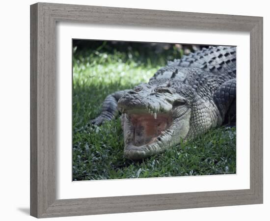 Twenty Four Foot Saltwater Crocodile (Crocodilus Porosus), Hartleys Creek, Queensland, Australia-Ian Griffiths-Framed Photographic Print