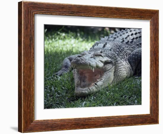 Twenty Four Foot Saltwater Crocodile (Crocodilus Porosus), Hartleys Creek, Queensland, Australia-Ian Griffiths-Framed Photographic Print