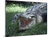 Twenty Four Foot Saltwater Crocodile (Crocodilus Porosus), Hartleys Creek, Queensland, Australia-Ian Griffiths-Mounted Photographic Print