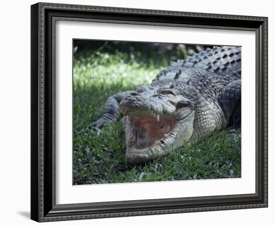 Twenty Four Foot Saltwater Crocodile (Crocodilus Porosus), Hartleys Creek, Queensland, Australia-Ian Griffiths-Framed Photographic Print