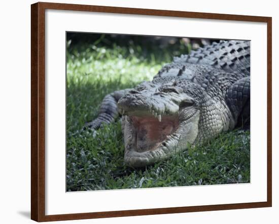 Twenty Four Foot Saltwater Crocodile (Crocodilus Porosus), Hartleys Creek, Queensland, Australia-Ian Griffiths-Framed Photographic Print