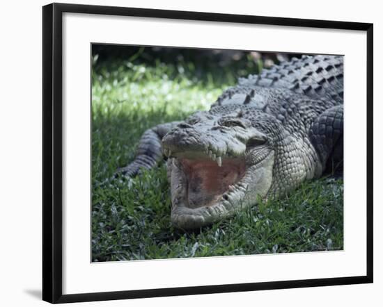 Twenty Four Foot Saltwater Crocodile (Crocodilus Porosus), Hartleys Creek, Queensland, Australia-Ian Griffiths-Framed Photographic Print