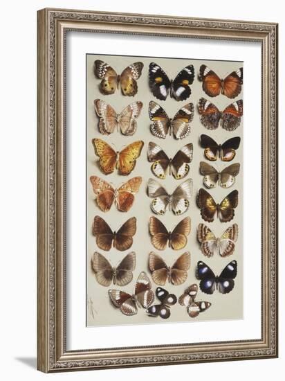 Twenty-two butterflies, all belonging to the family Nymphalidae-Marian Ellis Rowan-Framed Giclee Print