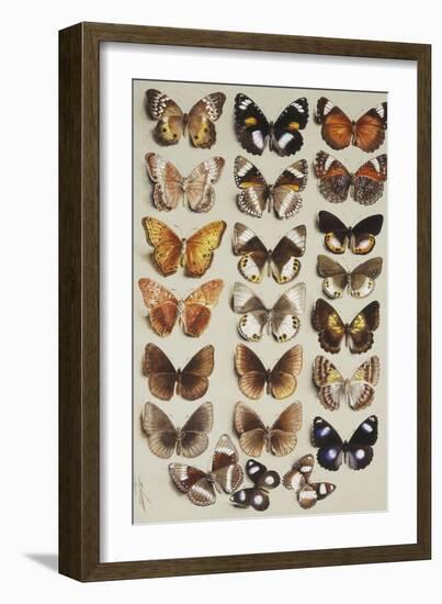 Twenty-two butterflies, all belonging to the family Nymphalidae-Marian Ellis Rowan-Framed Giclee Print