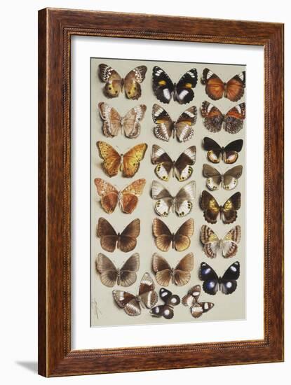 Twenty-two butterflies, all belonging to the family Nymphalidae-Marian Ellis Rowan-Framed Giclee Print