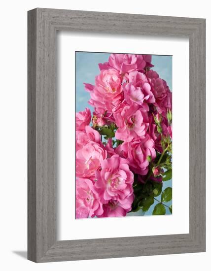 Twig of a Dog Rose with Many Blossoms-Brigitte Protzel-Framed Photographic Print