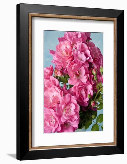 Twig of a Dog Rose with Many Blossoms-Brigitte Protzel-Framed Photographic Print