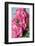 Twig of a Dog Rose with Many Blossoms-Brigitte Protzel-Framed Photographic Print