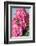 Twig of a Dog Rose with Many Blossoms-Brigitte Protzel-Framed Photographic Print