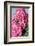 Twig of a Dog Rose with Many Blossoms-Brigitte Protzel-Framed Photographic Print