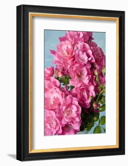 Twig of a Dog Rose with Many Blossoms-Brigitte Protzel-Framed Photographic Print