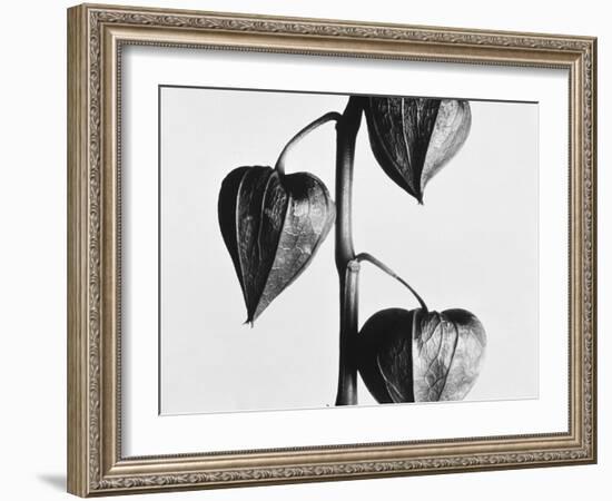 Twig with seed pods-Panoramic Images-Framed Photographic Print