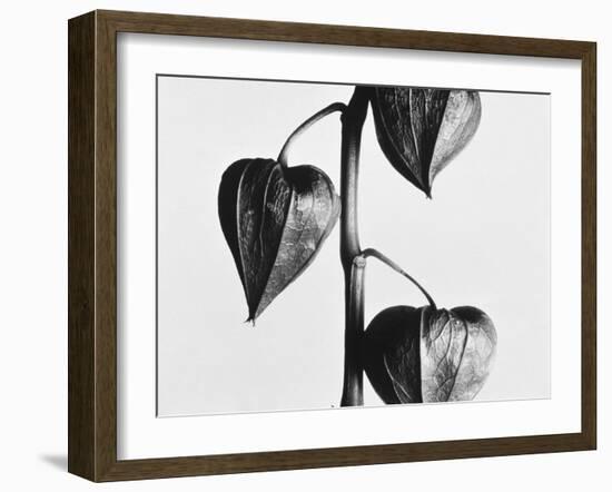 Twig with seed pods-Panoramic Images-Framed Photographic Print