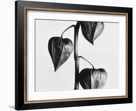 Twig with seed pods-Panoramic Images-Framed Photographic Print