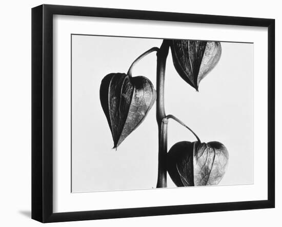 Twig with seed pods-Panoramic Images-Framed Photographic Print