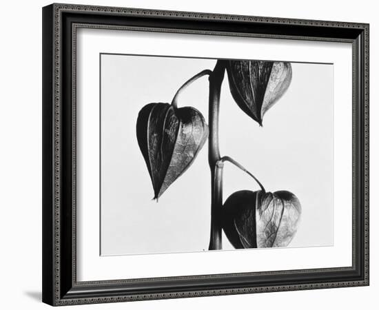 Twig with seed pods-Panoramic Images-Framed Photographic Print