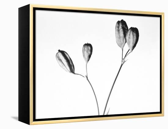 Twig with seed pods-Panoramic Images-Framed Premier Image Canvas