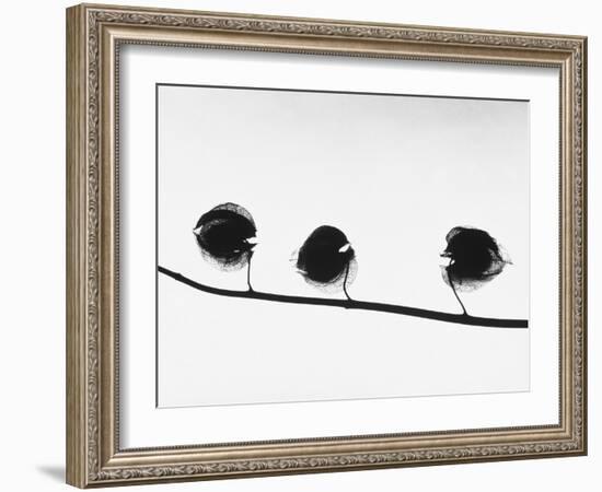 Twig-Panoramic Images-Framed Photographic Print