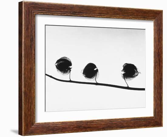 Twig-Panoramic Images-Framed Photographic Print