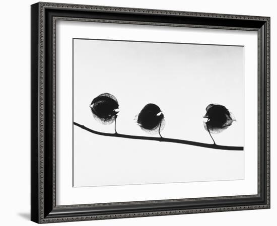 Twig-Panoramic Images-Framed Photographic Print
