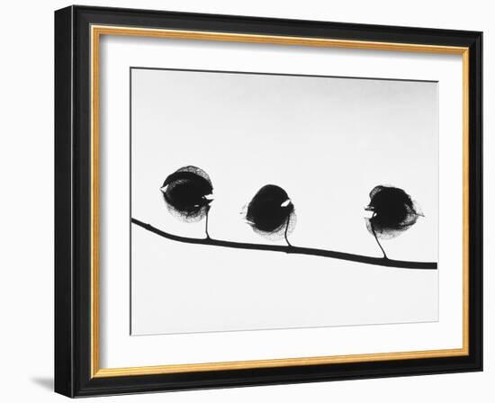 Twig-Panoramic Images-Framed Photographic Print