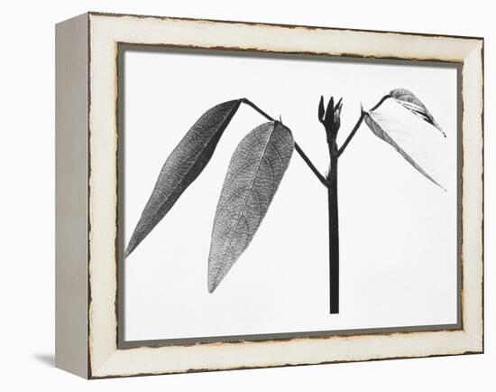 Twig-Panoramic Images-Framed Premier Image Canvas