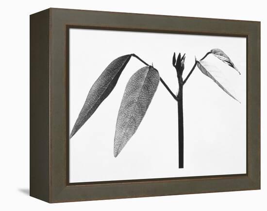 Twig-Panoramic Images-Framed Premier Image Canvas