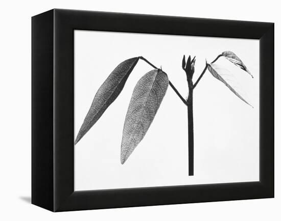 Twig-Panoramic Images-Framed Premier Image Canvas