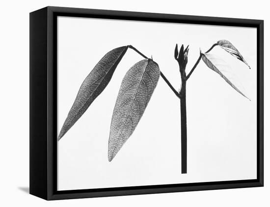 Twig-Panoramic Images-Framed Premier Image Canvas