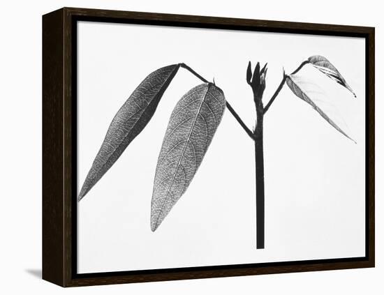 Twig-Panoramic Images-Framed Premier Image Canvas