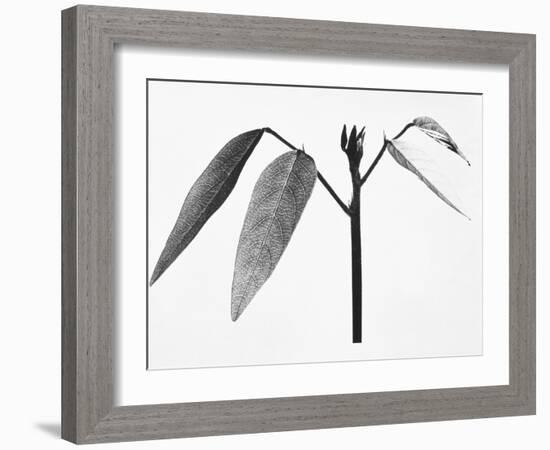 Twig-Panoramic Images-Framed Photographic Print