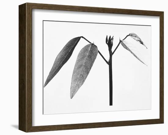 Twig-Panoramic Images-Framed Photographic Print