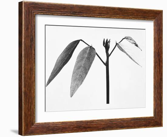 Twig-Panoramic Images-Framed Photographic Print