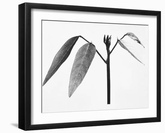Twig-Panoramic Images-Framed Photographic Print