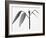 Twig-Panoramic Images-Framed Photographic Print